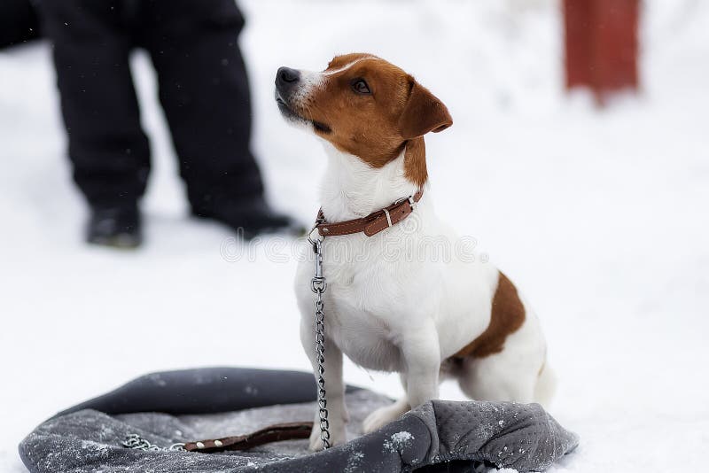 Amigo fiel de Jack Russell fotografía de archivo