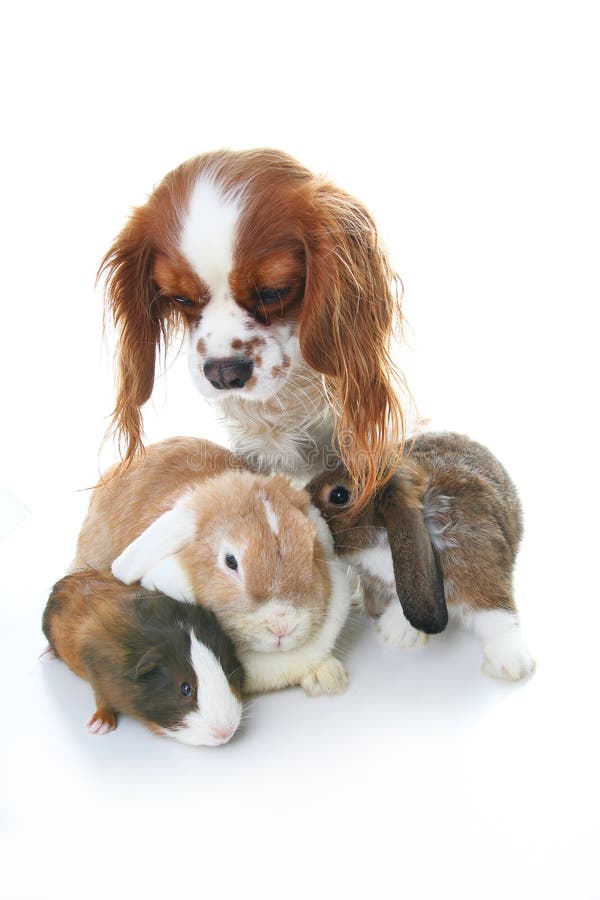Amigos animais Amigos verdadeiros do animal de estimação O coelho do coelho do cão poda animais junto no fundo branco isolado do imagens de stock Amigos animais Amigos verdadeiros do animal de estimação O coelho do coelho do cão poda animais junto no fundo branco isolado do imagens de stock