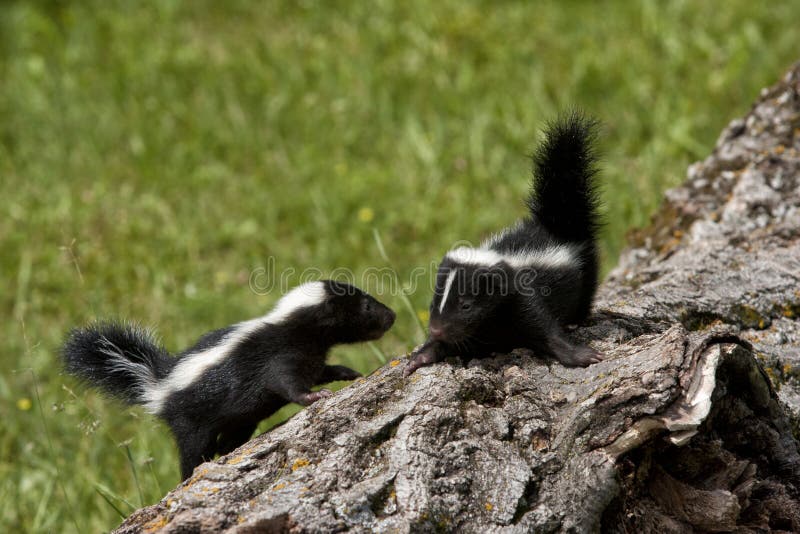 amigos-da-jaritataca-foto-de-stock-imagem-de-selvagem-37826162