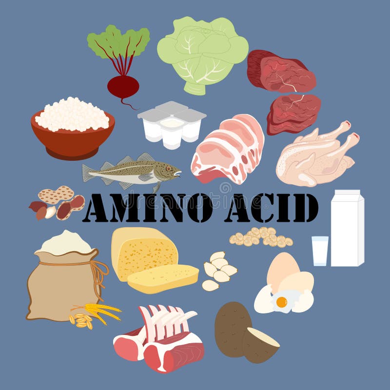 Amino Acid Nutrient Rich Food Vector Illustration Stock Vector
