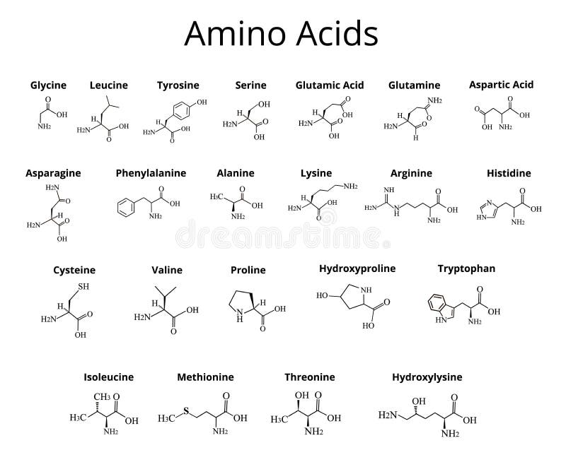 Amino Acids. Chemical Molecular Formula of Amino Acids Stock Vector