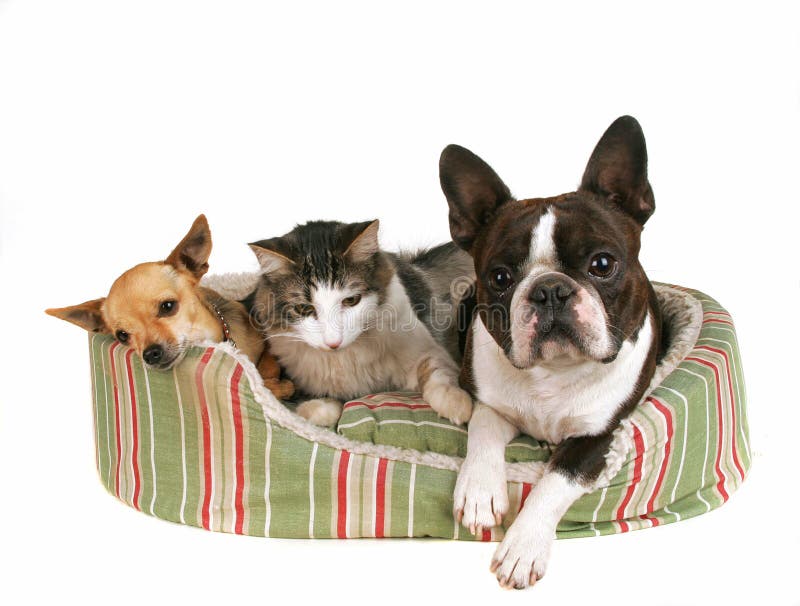 Amis d'animal familier photographie stock Amis d'animal familier photographie stock