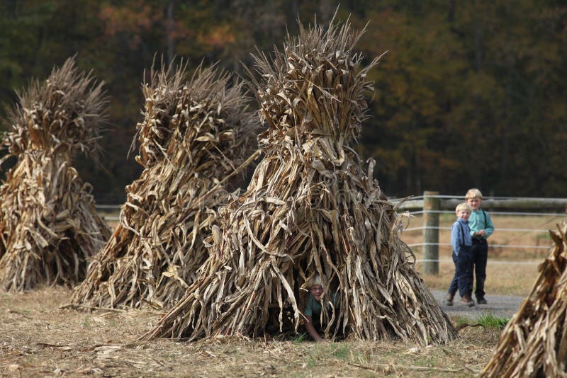 Amish boy hidden away peeks out of a corn shock he is playing in while other boys look on from a distance. Farm is located in Delaware. Amish boy hidden away peeks out of a corn shock he is playing in while other boys look on from a distance. Farm is located in Delaware