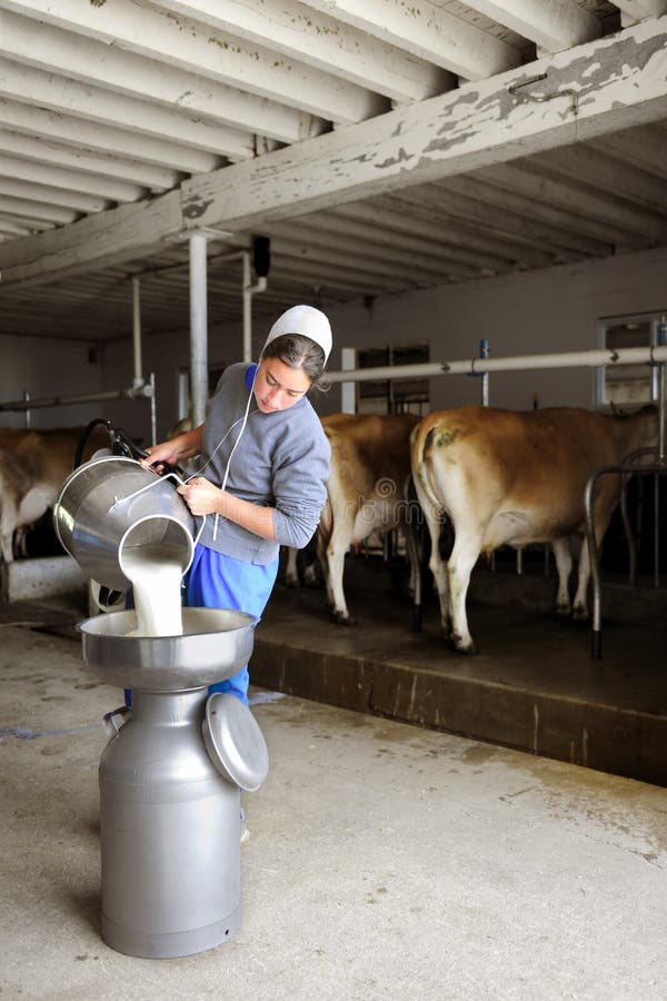 Amish Woman Pouring Raw Milk Through A Filter. Editorial 
