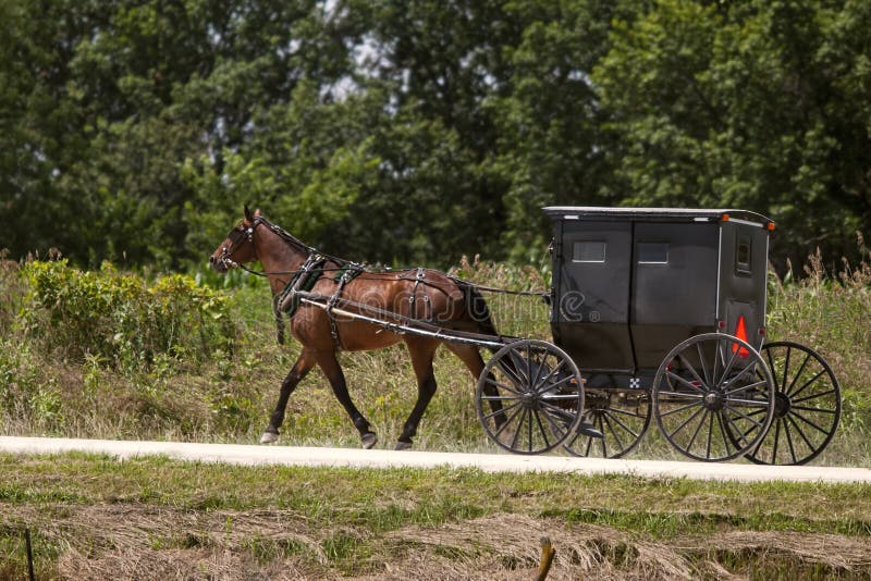 Amishpaard en zwarte met fouten royalty-vrije stock afbeelding Amishpaard en zwarte met fouten royalty-vrije stock afbeelding