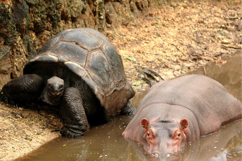 amistad-nica-de-owen-y-de-mzee-imagen-de-archivo-imagen-de-hippo