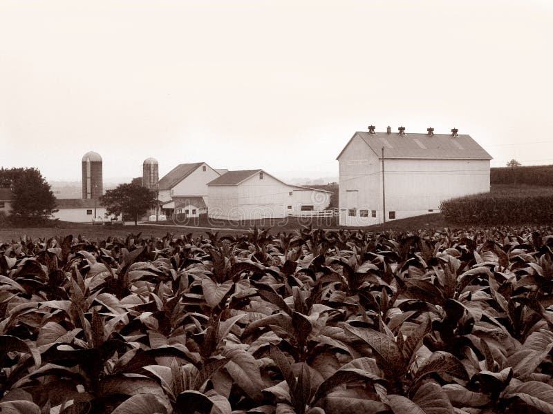 A tobacco farm with white farmhouse and outbuildings in Lancaster County, Pennsylvania. A tobacco farm with white farmhouse and outbuildings in Lancaster County, Pennsylvania