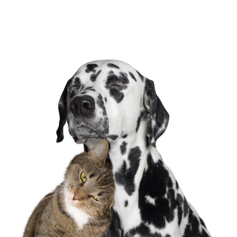 Amizade próxima entre um gato e um cão