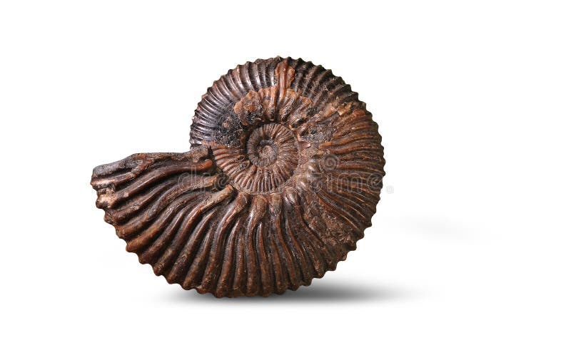 Ammonit - fossil- blötdjur