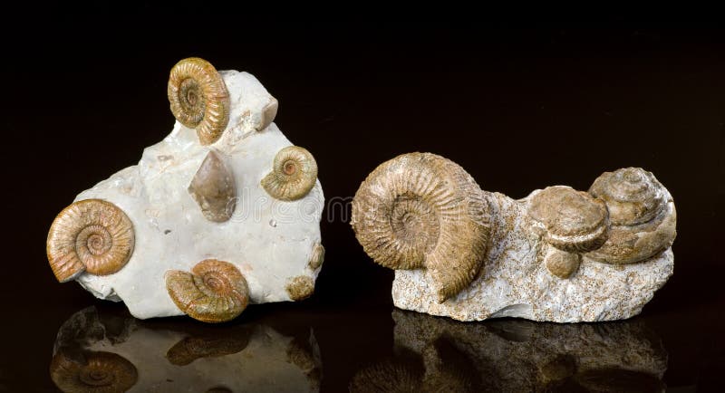 Ammonite fossils over160 millions years old. Ammonite fossils over160 millions years old.