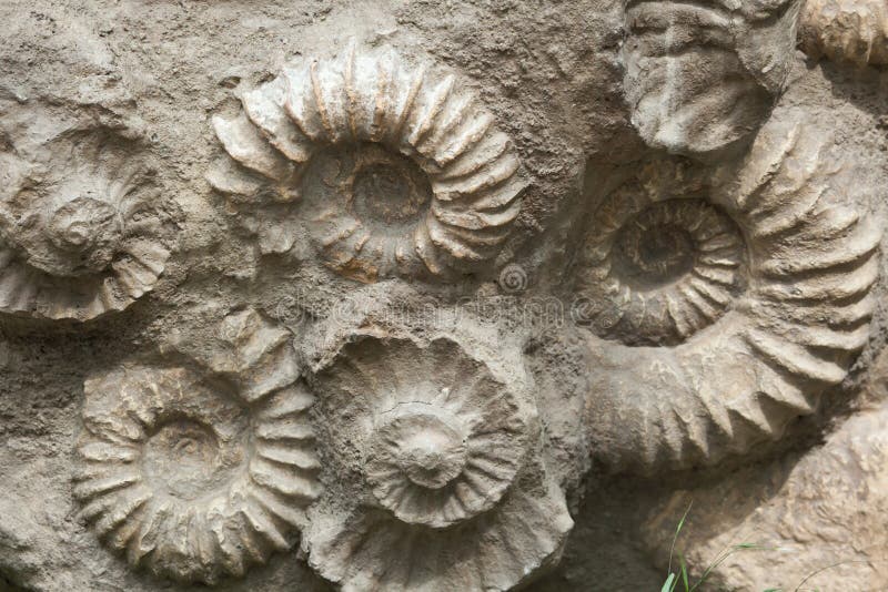 Scaphites from the family of heteromorph ammonites widespread during the Cretaceous Period found as fossils. Extinct prehistoric animals. Scaphites from the family of heteromorph ammonites widespread during the Cretaceous Period found as fossils. Extinct prehistoric animals.