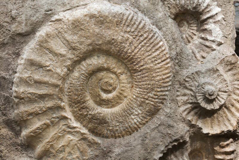 Scaphites from the family of heteromorph ammonites widespread during the Cretaceous Period found as fossils. Extinct prehistoric animals. Scaphites from the family of heteromorph ammonites widespread during the Cretaceous Period found as fossils. Extinct prehistoric animals.