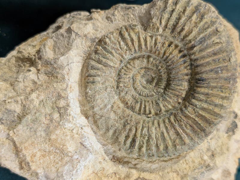 Ammonite fossil animal stock photo