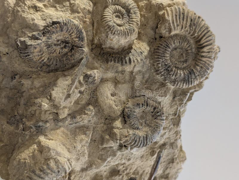 Ammonite fossil animal royalty free stock photos