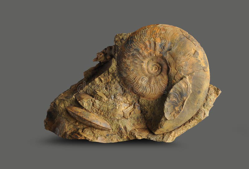 Ammonite - fossil mollusk. royalty free stock photo