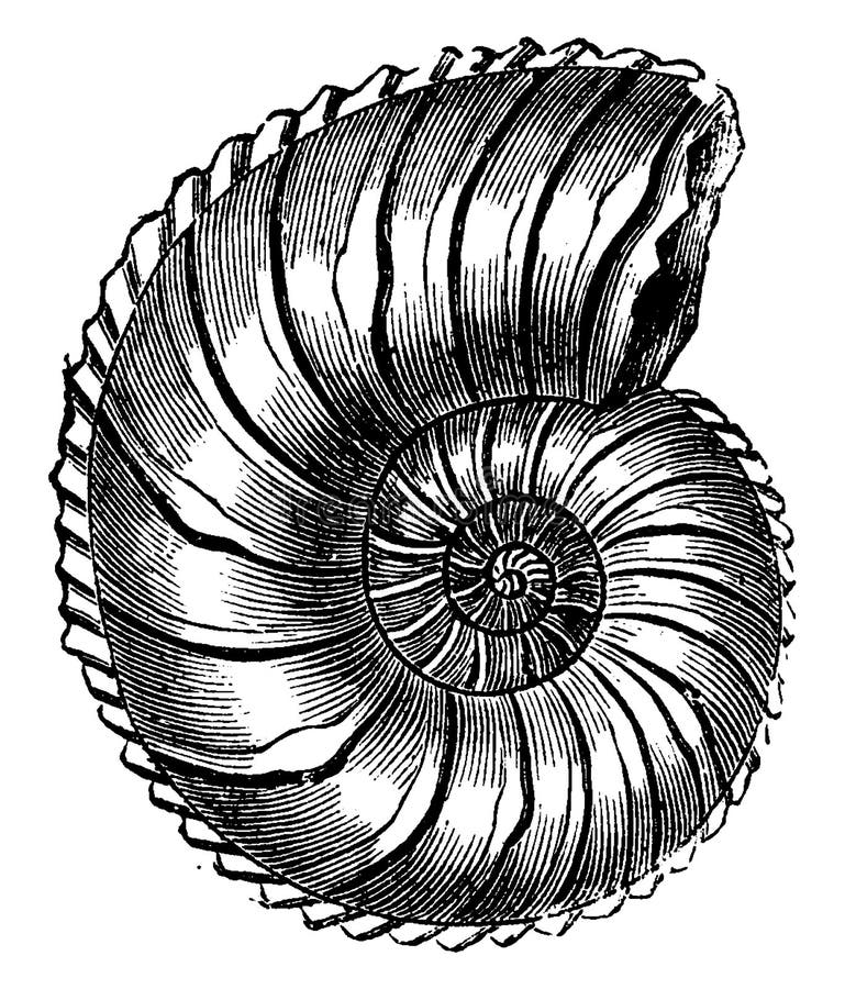 Ammonite Stock Illustrations – 1,467 Ammonite Stock Illustrations, Vectors  & Clipart - Dreamstime