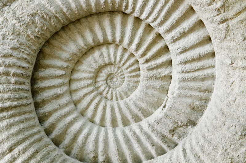 Ammonite προϊστορικό απολίθωμα στοκ εικόνες με δικαίωμα ελεύθερης χρήσης Ammonite προϊστορικό απολίθωμα στοκ εικόνες με δικαίωμα ελεύθερης χρήσης