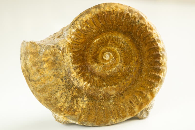 Ammonites του καφετιού χρώματος στο άσπρο υπόβαθρο στοκ φωτογραφίες Ammonites του καφετιού χρώματος στο άσπρο υπόβαθρο στοκ φωτογραφίες