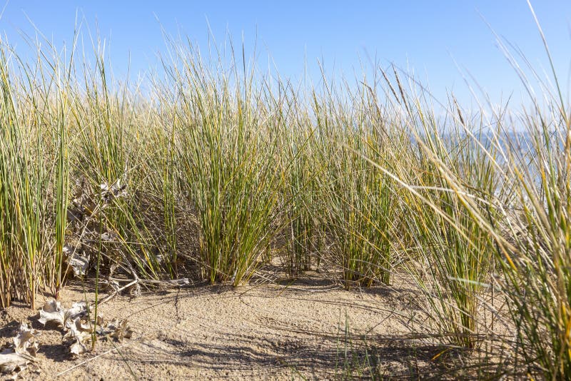 Ammophila - Specific Grass on Sand Dunes. Image of specific grass (Ammophila - Marram Grass) located exclusively on sand dunes, here in the nord west of France stock photos Ammophila - Specific Grass on Sand Dunes. Image of specific grass (Ammophila - Marram Grass) located exclusively on sand dunes, here in the nord west of France stock photos