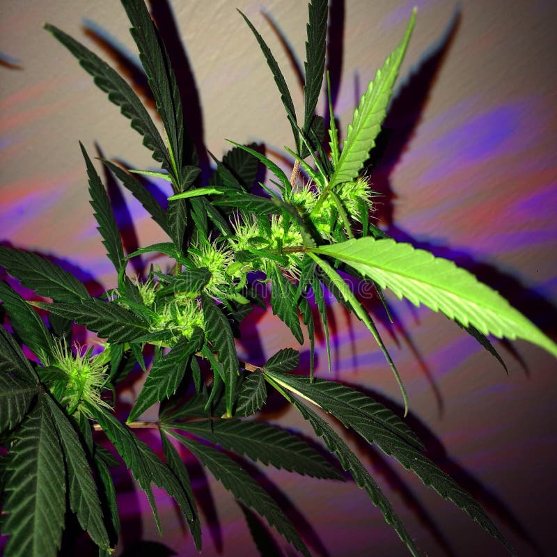 amnesia weed efectos amnesia weed efectos