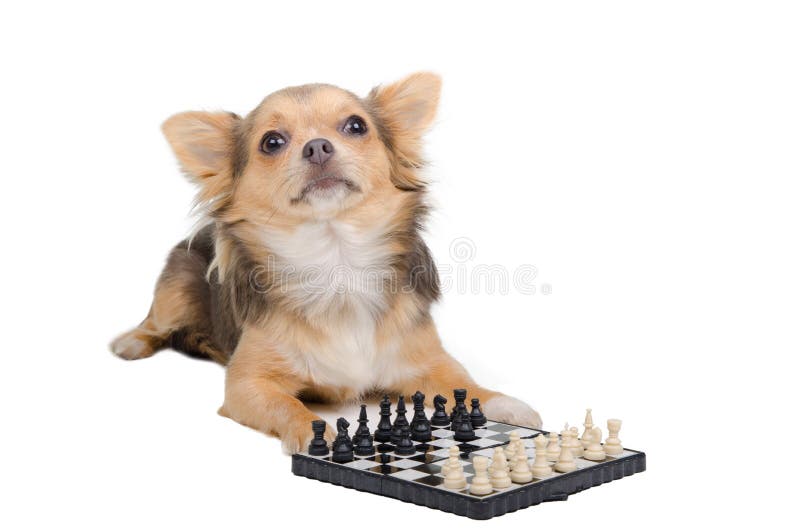 Chihuahua grand master playing chess. Chihuahua grand master playing chess