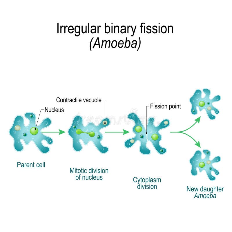 Binary Fission in Amoeba. Binary Fission in Ameoba. Binary Cell Division. Amoeba dividing. Fission перевод