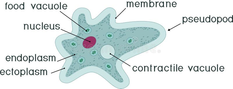 well labelled diagram of amoeba