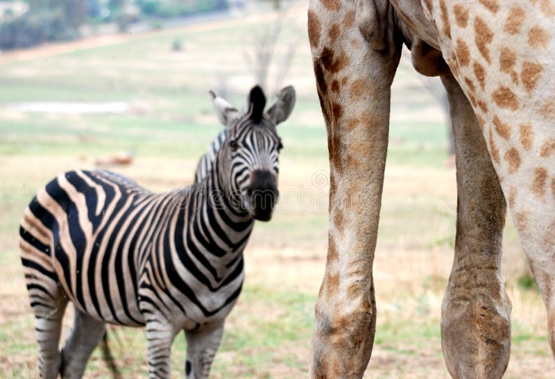 Amongst Giants - Zebra vs Giraffe