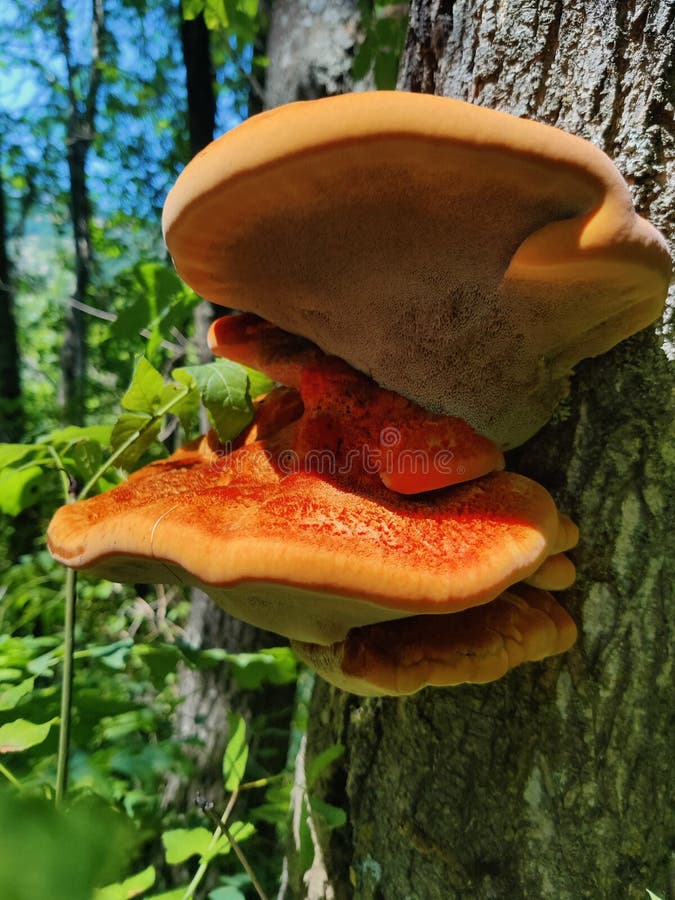 Amor da natureza dos cogumelos fotografia de stock royalty free