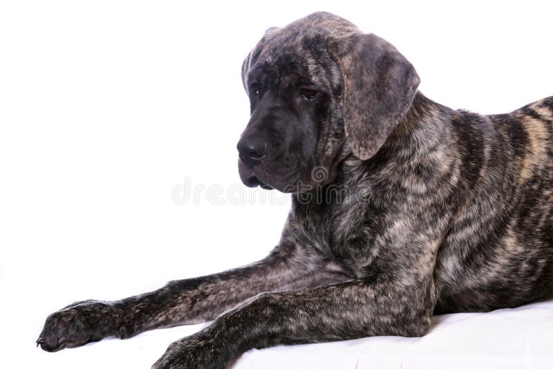 Grande Cão De Cachorrinho Rajado Adorável Da Raça Foto de Stock - Imagem de  sozinho, cruzamento: 50437908