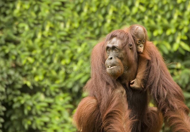 Bornean Orangutan Mother and Daughter. Bornean Orangutan Mother and Daughter.