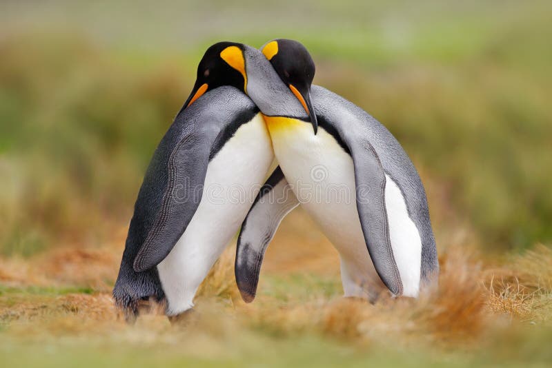 Amor de pájaro en la naturaleza. pareja de pingüinos rey acurrucando la naturaleza salvaje. dos pingüinos haciendo el amor en la h
