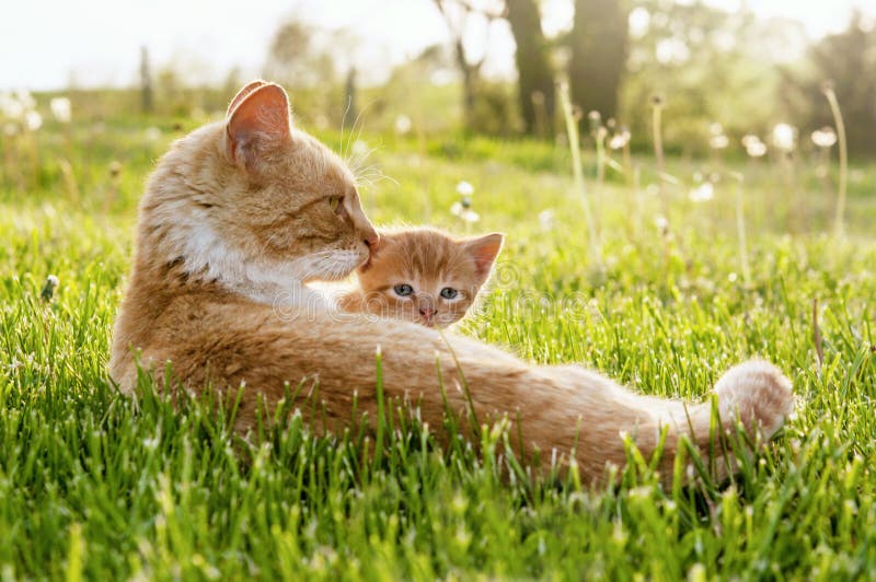 Momma cat lays beside her baby kitten. Momma cat lays beside her baby kitten