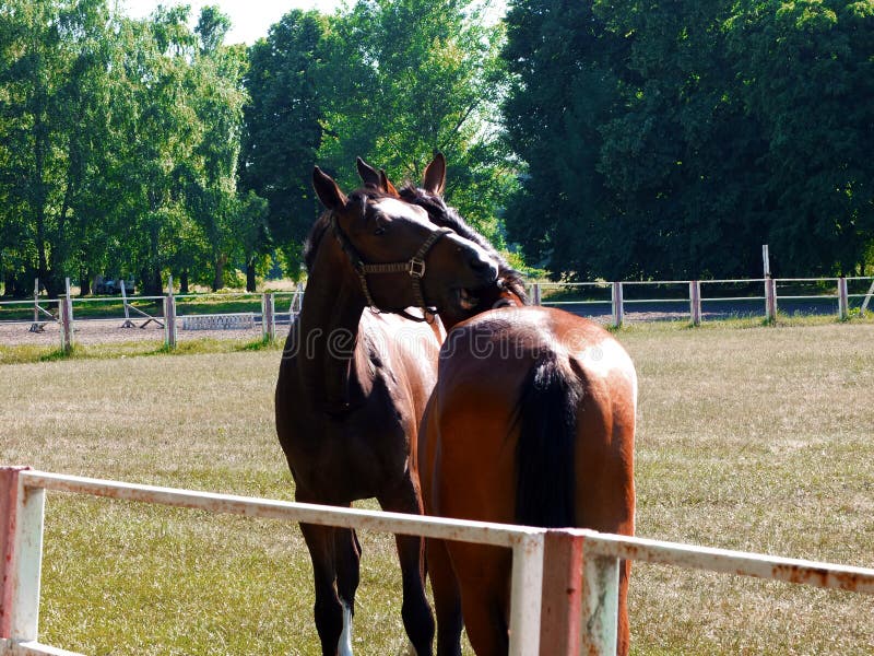  Amor e cavalos imagem de stock royalty free
