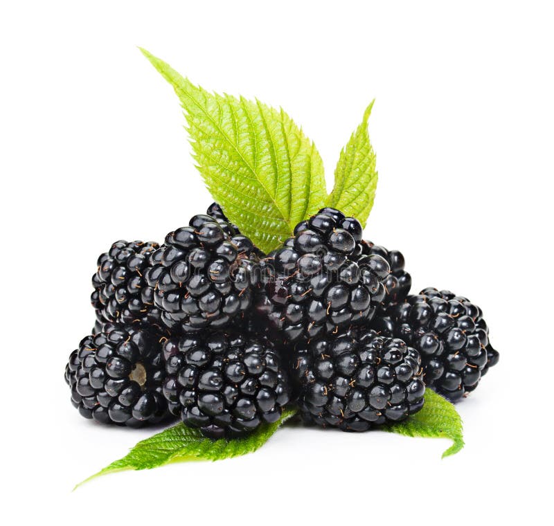 Blackberries with green leaves isolated on white background. Food ingredients. Blackberries with green leaves isolated on white background. Food ingredients