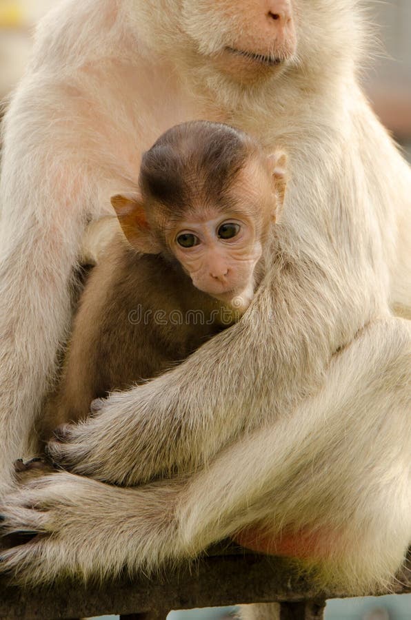 AMORE DALLA MAMMA immagine stock