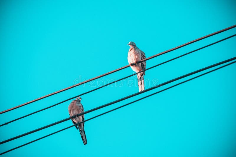 Amore degli uccelli, due pochi uccelli sulla linea del cavo elettrico, uccelli appollaiati sui cavi elettrici con il chiaro cielo fotografia stock libera da diritti Amore degli uccelli, due pochi uccelli sulla linea del cavo elettrico, uccelli appollaiati sui cavi elettrici con il chiaro cielo fotografia stock libera da diritti