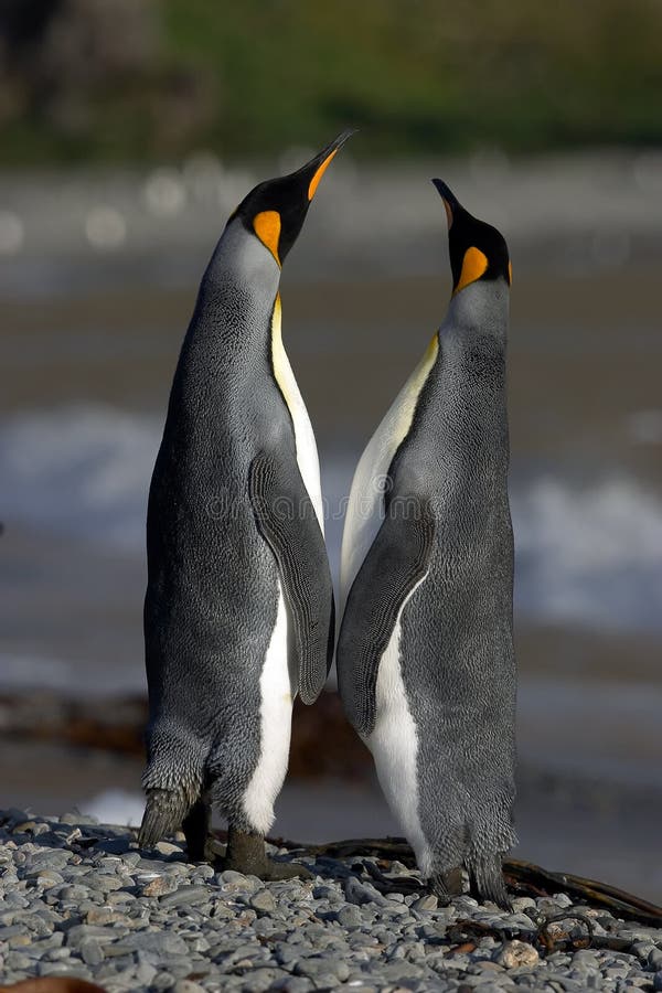 Amore dei pinguini fotografia stock libera da diritti