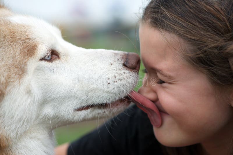 Cute loving husky dog friendly licking a little girl. Cute loving husky dog friendly licking a little girl