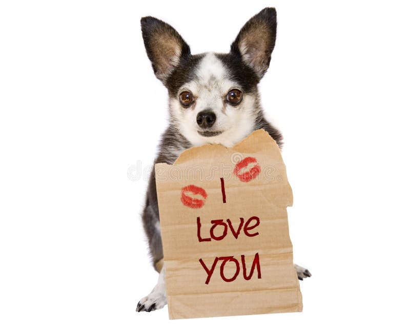 Amore del cane del biglietto di S. Valentino Amore del cane del biglietto di S. Valentino