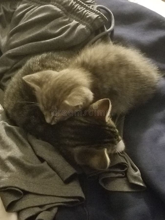 Amore del gattino immagine stock libera da diritti Amore del gattino immagine stock libera da diritti