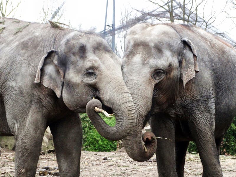 Amore dell'elefante asiatico fotografie stock libere da diritti Amore dell'elefante asiatico fotografie stock libere da diritti