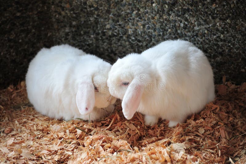 Amore e bacio immagini stock libere da diritti