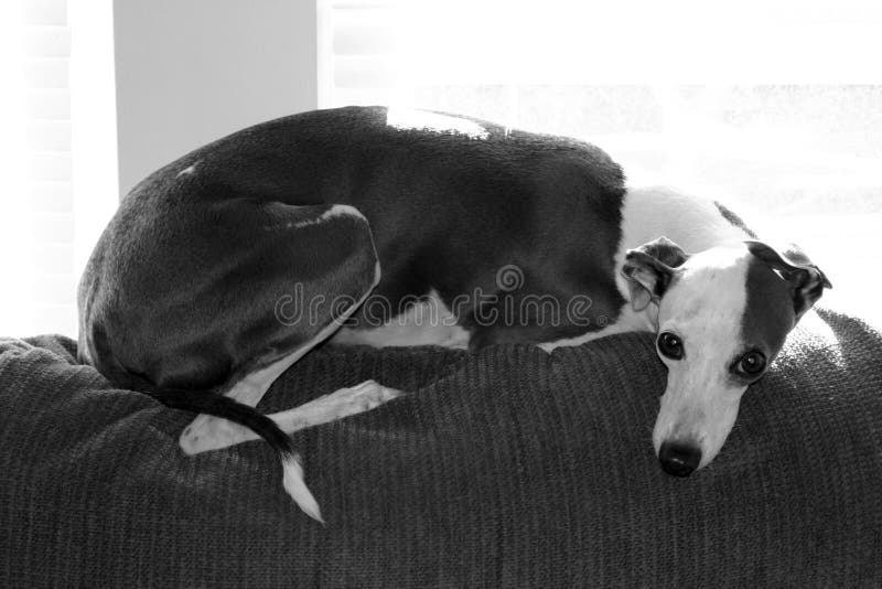 A photograph taken of my italian greyhound named Amore. A photograph taken of my italian greyhound named Amore.