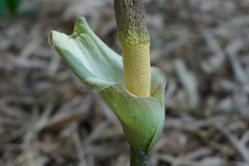 Amorphophallus Paeonifolius Flor Suweg Elefante Pie Porang Yam Whitespot  Arum Gigante Con Fondo Natural Imagen de archivo - Imagen de lirio, flora:  232211845