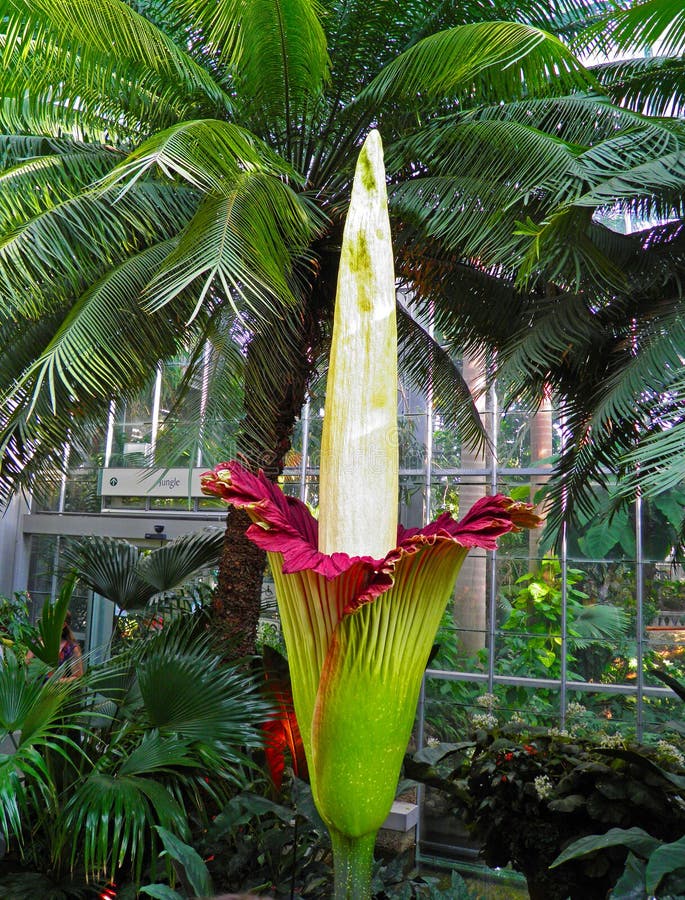 Amorphophallus Titanum (Corpse Flower) in Full Bloom in the US Botanic ...