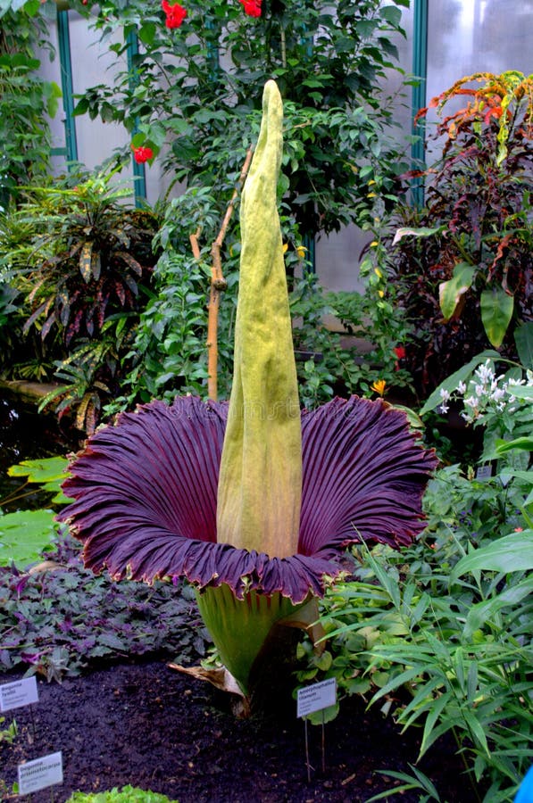 Amorphophallus Titanum (Corpse Flower) in Full Bloom in the US Botanic ...