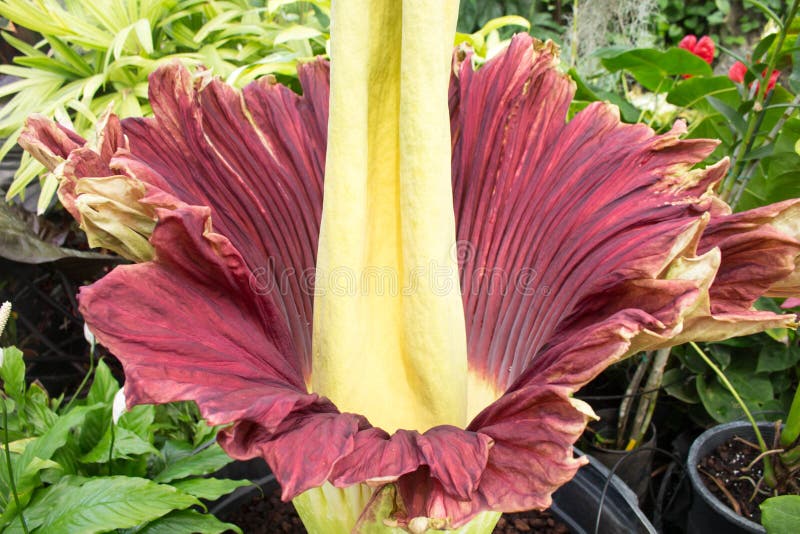 Amorphophullus Titanium ( Corpse Flower) Stock Photo Image of beetles
