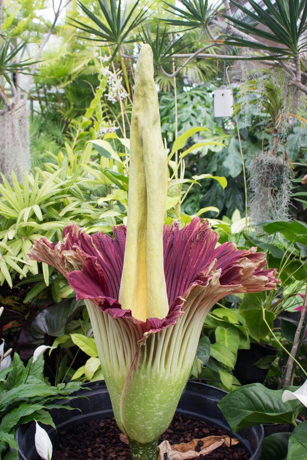 Amorphophullus Titanium ( Corpse Flower) Stock Photo - Image of spathe ...