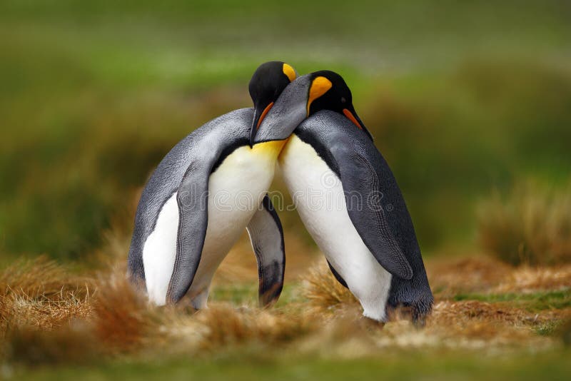 Amour animal Couples de pingouin de roi caressant, nature sauvage, fond vert Deux pingouins faisant l'amour Dans l'herbe Scène f